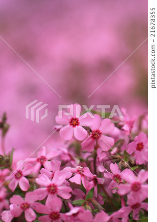 北海道Takigami Shiba櫻花 21678355