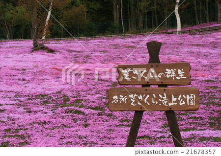 北海道Takigami Shiba櫻花 21678357