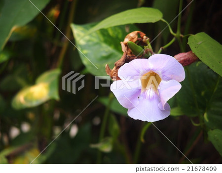 violet purple colour Laurel Clock vine flower 21678409