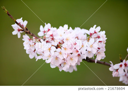 櫻花 21678604
