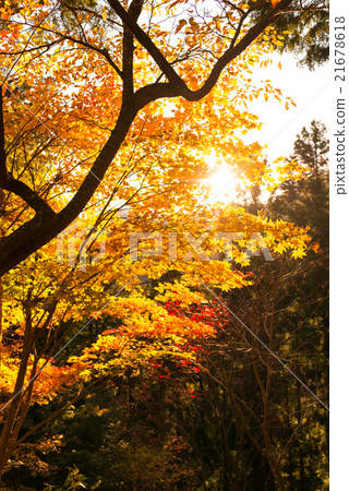 Mt. Takao秋葉 21678618