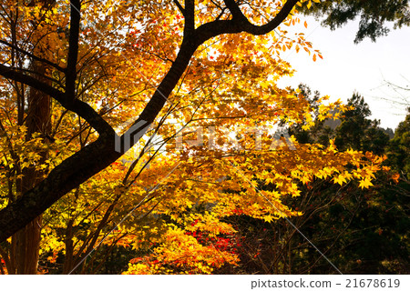 Autumn leaves of Mt. Takao Autumn leaves of Mt. Takao 21678619
