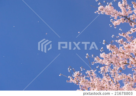 櫻花飄飄 櫻花飄飄 21678803