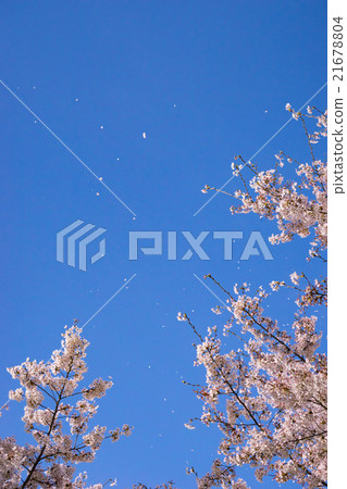 櫻花飄飄 21678804