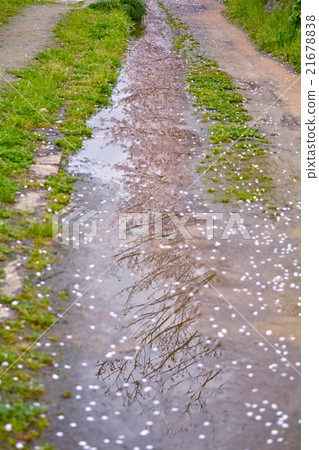 櫻花路 21678838