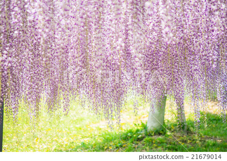 Wisteria Wisteria 21679014