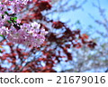 庫拉梅的春天 21679016