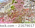 Yaezakura市 21679017