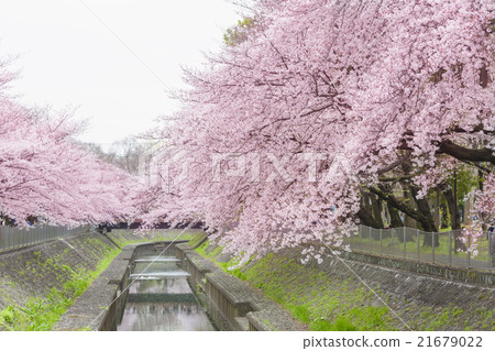 Zenfukuji河綠地的櫻花 Zenfukuji河綠地的櫻花 21679022