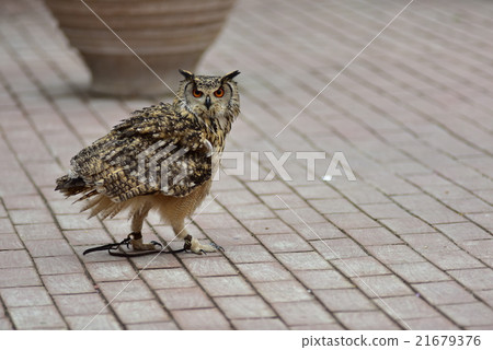 Bengal Eagleworm 21679376