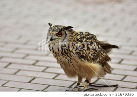 Bengal Eagleworm 21679380
