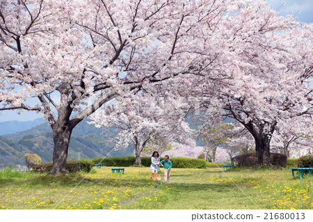 孩子們在櫻花公園散步的風景 21680013