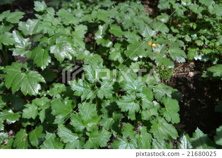 Inu Shin leaves 21680025