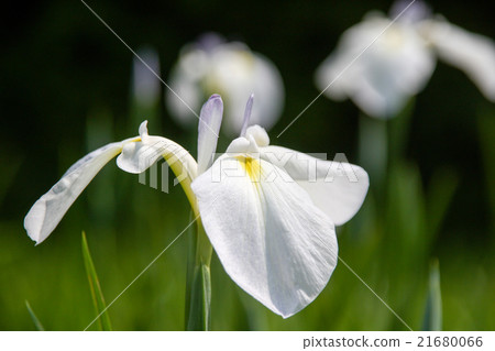 鳶尾花園 21680066