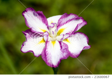 Iris garden 21680067
