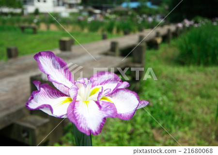Iris garden 21680068
