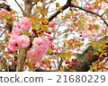 櫻桃樹 21680229