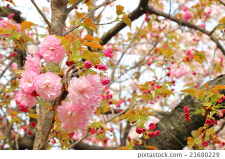 櫻桃樹 櫻桃樹 21680229