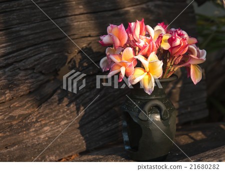 Plumeria flower in a vase 21680282