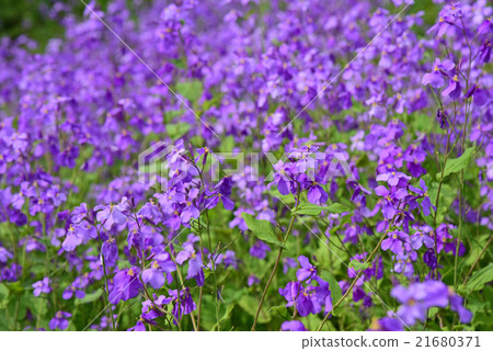 花蘿蔔 花蘿蔔 21680371