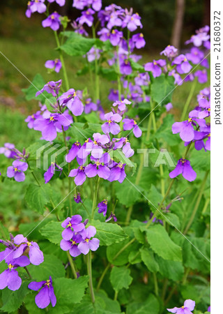 花蘿蔔 花蘿蔔 21680372