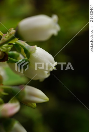 Blueberry flowers Blueberry flowers 21680464