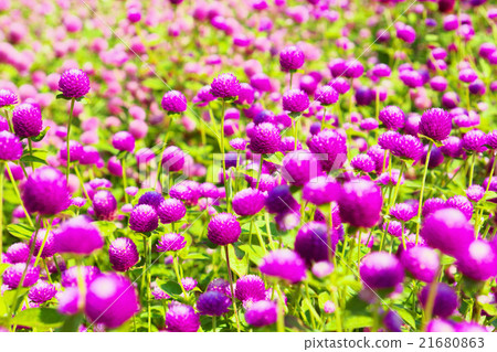 千日紅合群 千日紅合群 21680863