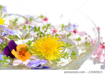 Viola and spring flowers Viola and spring flowers 21680923