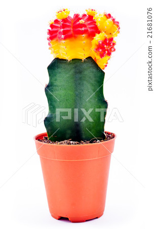 Cactus in pot. Gymnocalycium mihanovichii  21681076