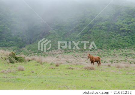 Horses in the field is standing on the grass 21681232