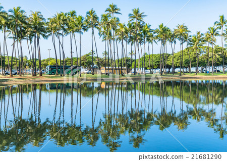  [Hawaii] Palm Trees in Honolulu 21681290