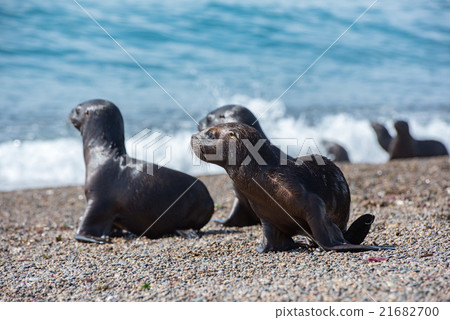 baby newborn sea lion on the beach 21682700