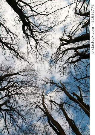 treetop treetop 21682778