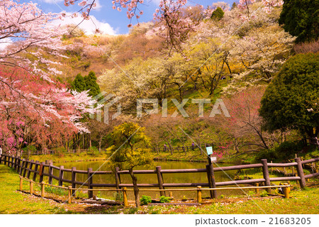 Mountain of spring 21683205