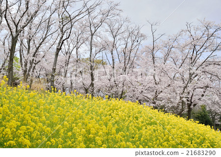 強姦鮮花和櫻花(橫濱廣西森林公園) 強姦鮮花和櫻花(橫濱廣西森林公園) 21683290