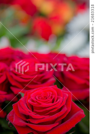 玫瑰花束 21683318