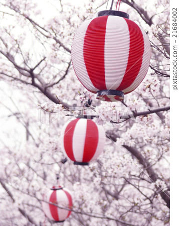 Cherry blossoms and festivals Cherry blossoms and festivals 21684002