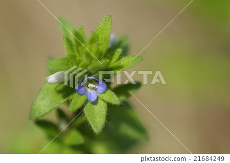 天然植物Tatiannno buriali，感覺比Inunobuguri大一點的草。花是美麗的藍色 21684249