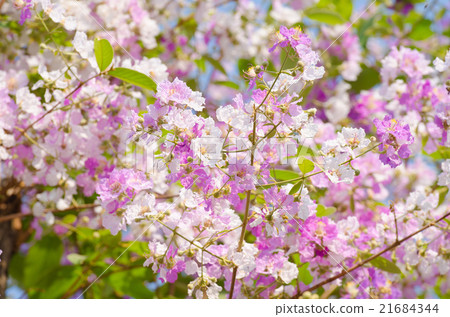 Lagerstroemia floribunda 21684344