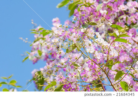 Lagerstroemia floribunda 21684345