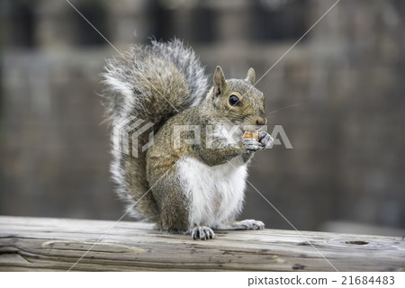 Toub Hi Hiris Toub Hi Hiris 21684483