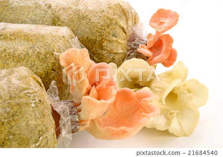 Organic pink oyster mushroom. 21684540