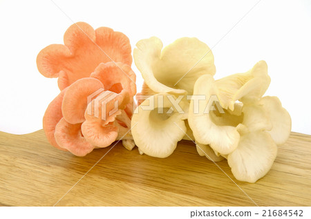 Organic pink oyster mushroom. 21684542