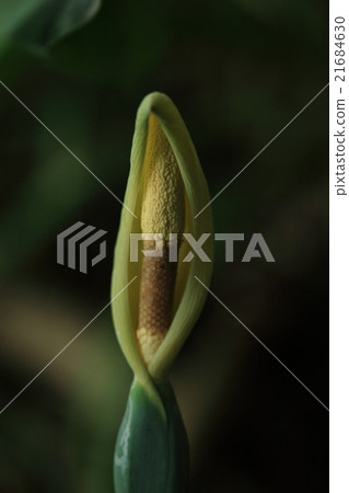 There seems to be some areas that are considered to be auspicious items because natural flower quadsmo, flowers reminiscent of Kannon's appearance There seems to be some areas that are considered to be auspicious items because natural flower quadsmo, flowers reminiscent of Kannon's appearance 21684630