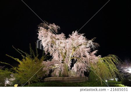 Dearest weeping cherry blossoms in Maruyama park in Kyoto 21685031