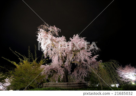 最親愛的垂枝櫻花在京都丸山公園 21685032