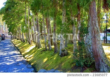 Cedar trees and moss 21685077