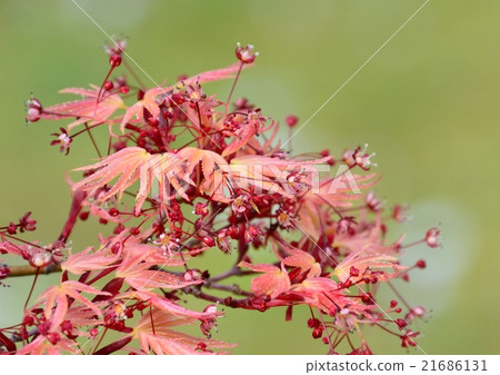 Kaede buds a new leaf so as to spread red wing feathers. It is exactly the maple that autumn leaves spring. Kaede buds a new leaf so as to spread red wing feathers. It is exactly the maple that autumn leaves spring. 21686131