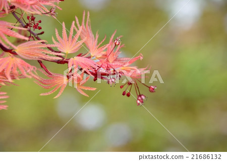 Kaede buds a new leaf so as to spread red wing feathers. It is exactly the maple that autumn leaves spring. Kaede buds a new leaf so as to spread red wing feathers. It is exactly the maple that autumn leaves spring. 21686132