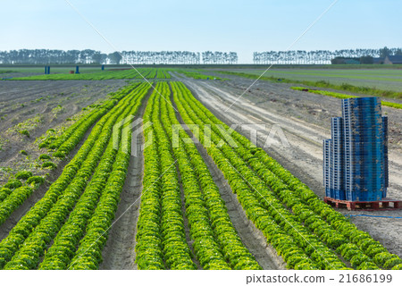 Cultivated field Cultivated field 21686199